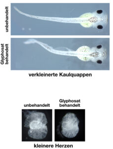 Missbildungen bei den Kaulquappen des Krallenfrosches.