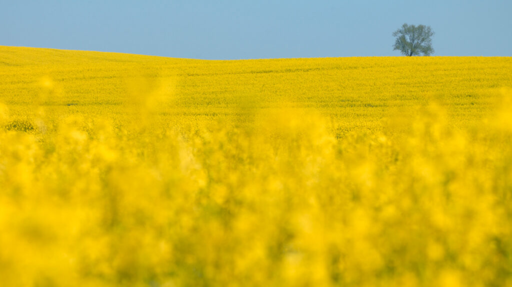 Rapsfelder bei Eilenburg so weit das Auge reicht. Mit dem Unkrautvernichtungsmittel Glyphosat besprüht?