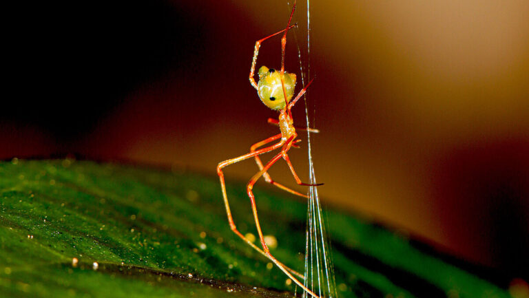 Bei ihrer Jagd nach Grünen Weberameisen baut die Ballista-Spinne eine hocheffiziente Wurfschleuder aus Spinnenseide.